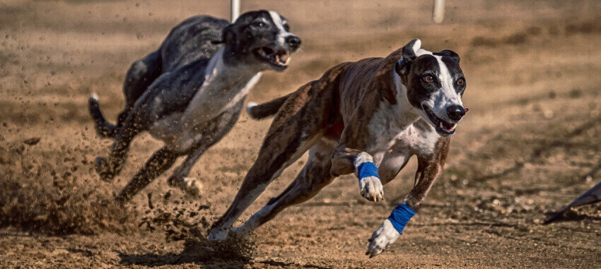 dogs running racing